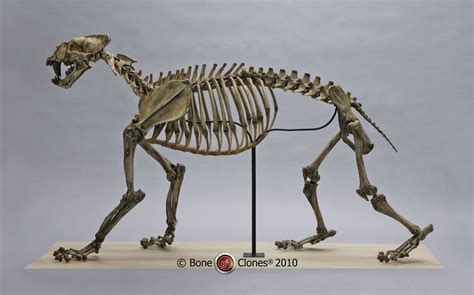 Articulated Xenosmilus Skeleton - Bone Clones, Inc. - Osteological Reproductions | Feline ...