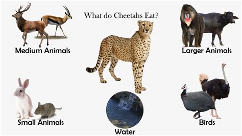 What do Cheetahs Eat? - Feeding Nature