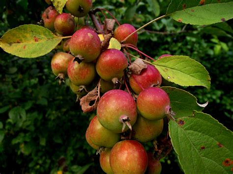 Malus sylvestris - Manzano silvestre - 50 semillas - Crab Apple