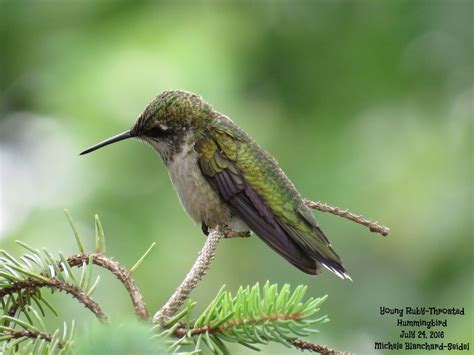 Young Ruby-Throated Hummingbird S. Ontario, Canada July 2016 Michele Blanchard-Seidel | Ruby ...