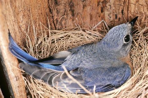 Eastern Bluebird Incubating Eggs At Nest Photograph by Millard H. Sharp - Pixels