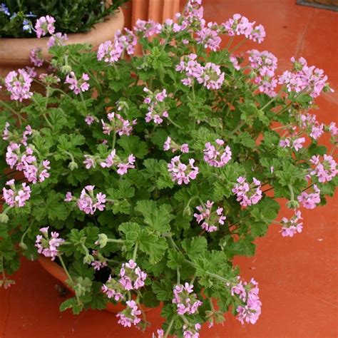 Pelargonium Scented 'Attar of Roses'