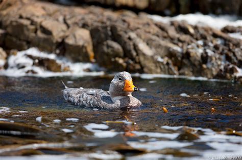 Falkland Steamer Duck | Will Burrard-Lucas