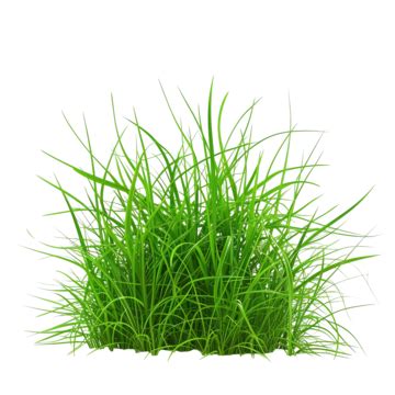 Grass Bush, Bush Grass, Plant Bush, Bush PNG Transparent Clipart Image and PSD File for Free ...