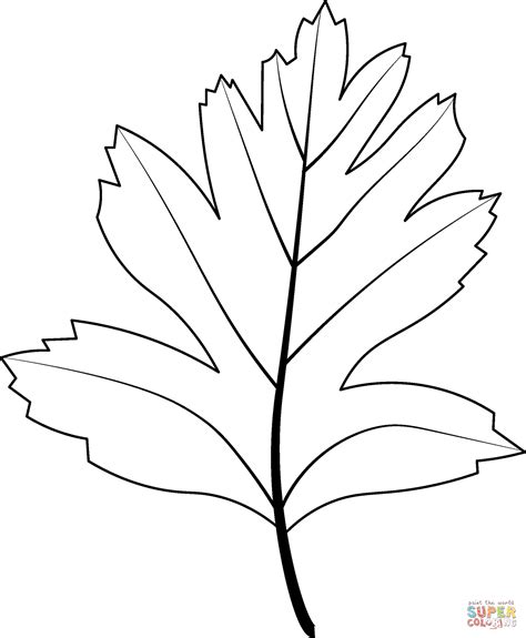 Common Hawthorn Leaf coloring page | Free Printable Coloring Pages