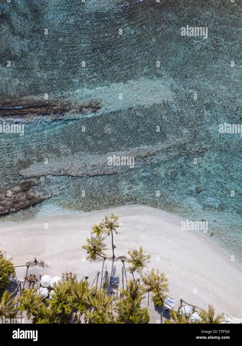 Aerial view of palm trees growing at Maldives beach Stock Photo - Alamy