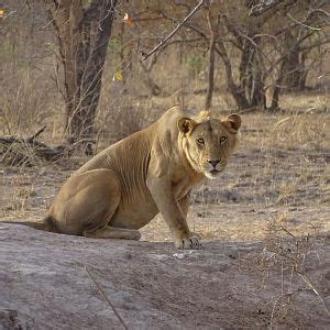 Lion Wildlife Benin | AfricaHunting.com