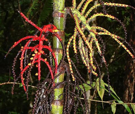 How to Grow the Lipstick Palm Tree (Cyrtostachys renda)