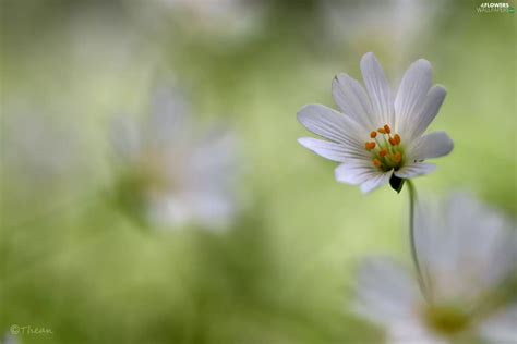 Colourfull Flowers, Cerastium, White - Flowers wallpapers: 2048x1365