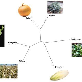 Fructan diversity and polyphyletic origin of fructan biosynthesis in ...