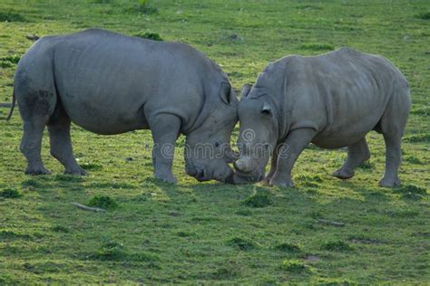 Wildlife, Male Southern White Rhino Stock Image - Image of dominant, white: 58563447