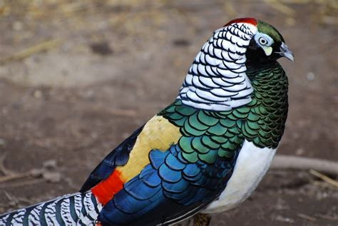 Lady Amherst's pheasant facts & breeding | BackYard Chickens - Learn ...