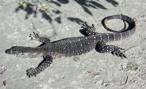 File:Common Goanna Australia.jpg - Wikimedia Commons