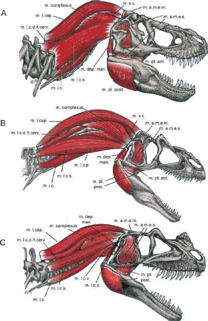 23+ Info Spesial Reptile Anatomy