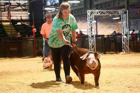 With state fair canceled, Arkansas livestock show exhibitors have grounds to themselves ...