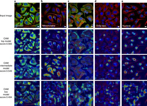 Analysis of the Human Protein Atlas Image Classification competition ...