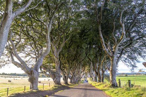 The Dark Hedges Tree Tunnel in Ballymoney, Northern Ireland Stock Image - Image of scenic ...