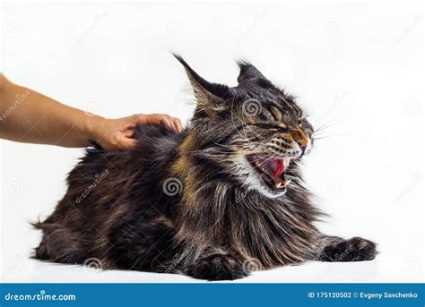 Striped, Angry Cat Maine Coon Hisses and Shows Teeth Stock Photo - Image of anger, looking ...