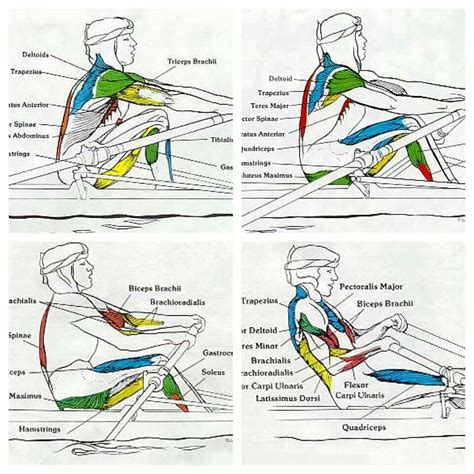 Pin by Mark Stephens on Concept2 | Rowing technique, Rowing machine workout, Rowing