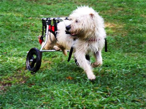 Paralyzed pets rock their wheels: 30 awesome animals - CBS News