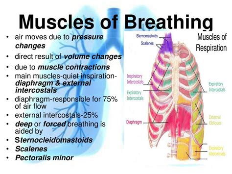 PPT - Respiratory System PowerPoint Presentation, free download - ID:3321005