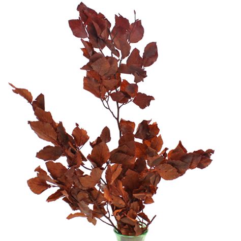 Copper Beech Bulk Branches | Copper beech, Fall wedding colors, Fall ...