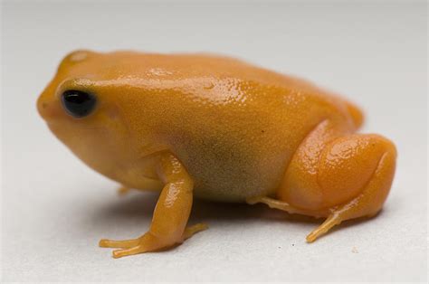 A Golden Mantella Mantella Aurantiaca Photograph by Joel Sartore