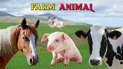 Fatos e Curiosidades Sobre Animais da Fazenda - Som dos Animais - Farm Animal - YouTube