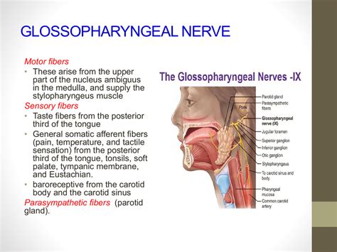 Glossopharyngeal nerve : origin , course , & applied anatomy