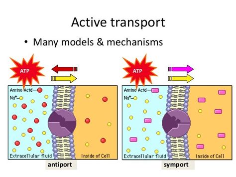 Active And Passive Transport Cell Membrane