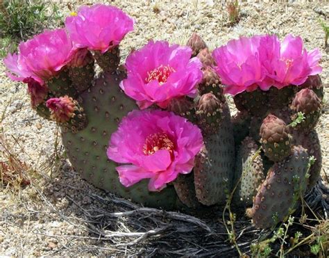 prickly pear cactus blooming season | Prickly Pear Cactus in Bloom ...