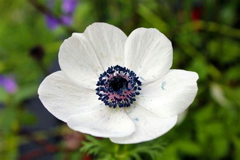 Pin by Carly Estabrook on Wedding | White poppy, Poppy flower, White poppy flower