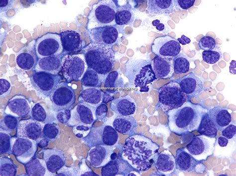 The Atlas of Cytology and Haematology cases - Veterinary Cytology