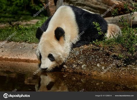 Panda Bear Behaviour Nature Habitat Portrait Giant Panda Ailuropoda ...