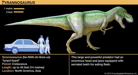 Dinosaur Size Charts