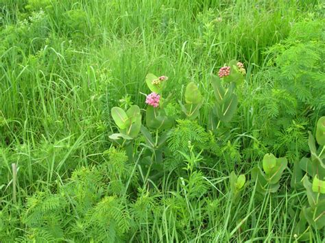 The Last of the Tallgrass Prairie | Accent on Natural Landscaping