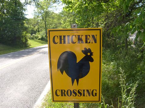 Chicken Crossing Free Stock Photo - Public Domain Pictures