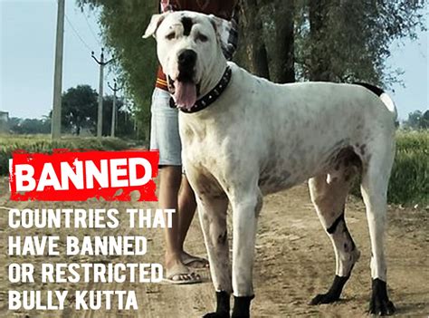 Seven Countries Where Bully Kutta is Banned or Restricted - HubPages