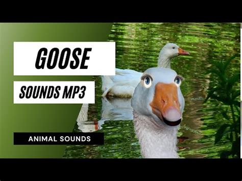 The Animal Sounds: Goose Honking Sound / Sound Effect / Animation - YouTube