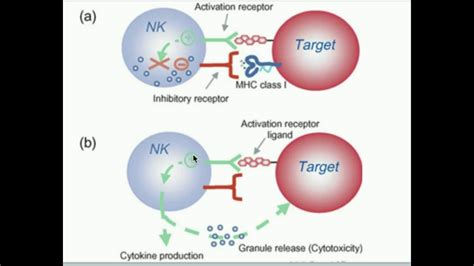 How Do Natural Killer Cells Destroy Invading Pathogens