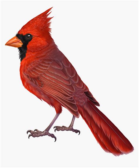 Transparent Cardinal Png, Png Download - kindpng