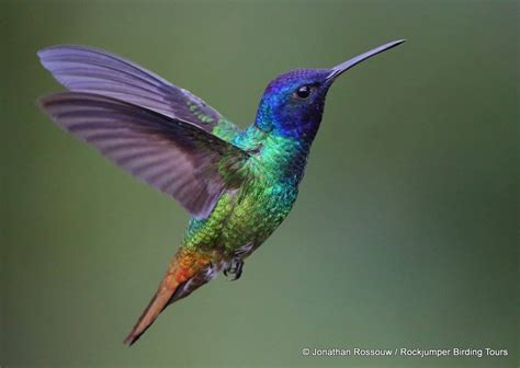 The Amazing Lives of Hummingbirds: Part 3