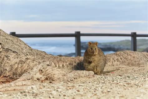 Rottnest Island | Where To See Quokkas On Rottnest Island