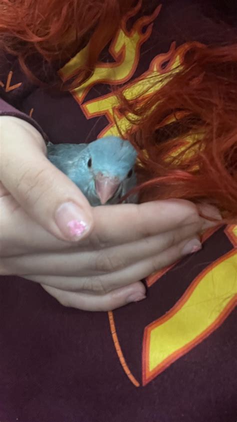 Bonding with our baby parrotlet! : r/parrots