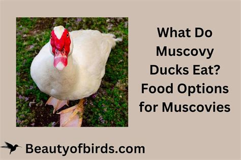 What Do Muscovy Ducks Eat | Muscovies Food | Earth Life