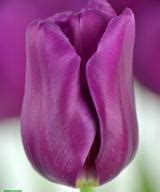 Purple Flag | Tulip | Jan de Wit en Zonen B.V.