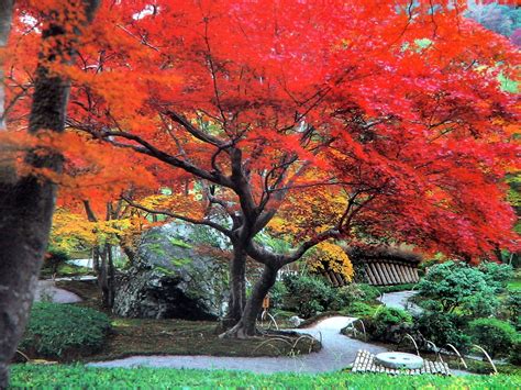 Autumn in Japan by Daniele Ruiu - Desktop Wallpaper