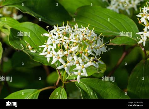 Cornus sanguinea - red dogwood plant in flower and full leaf. Cornus ...