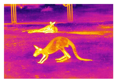 Thermal Imaging for Animals Observation