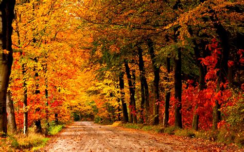 Autumn Country Road Wallpaper